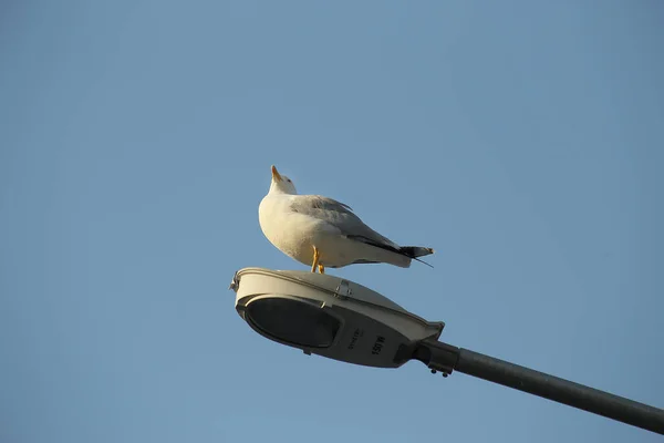 A sea gull with an orange beak is sitting on a city street lamp against a clear biue sky — Stock Photo, Image