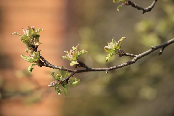 Az almafa tavaszi ága rózsaszín rügyekkel és fiatal zöld levelekkel egy faház hátterében — Stock Fotó