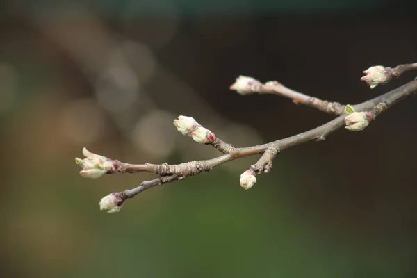Egy bimbózó rügyű almafa tavaszi ága homályos háttérrel — Stock Fotó