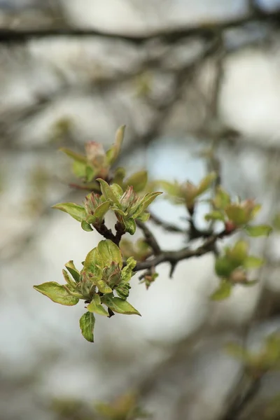 Tavaszi ága egy almafa fiatal zöld levelek elmosódott háttér og a kertben. Függőleges keret. — Stock Fotó