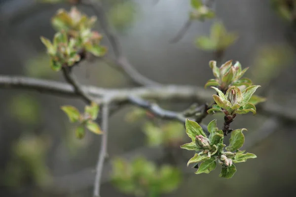 Una rama de manzano con hojas verdes jóvenes y brotes sobre un fondo borroso de un jardín de primavera —  Fotos de Stock