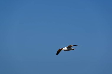 Yaz uçuşu, kara bir martı gökyüzünde uçuyor