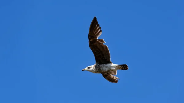 An immature black backed gull is flying, there appears to be a feather missing