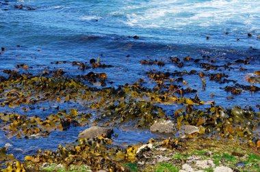 Boğa yosunu ya da rimurapa (Durvillaea türü), çıplak kıyılarda bulunan en çarpıcı deniz yosunlarından biridir. Sert, esnek yaprakları, fırtına dalgaları çarptığında muazzam güçlere dayanan katı disk şeklinde bir tutuş ile gelgitler arası kayalara sabitlenir.