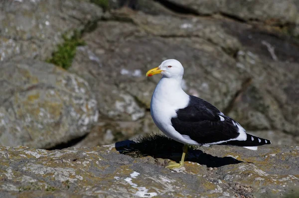 Una Gaviota Pico Negro Está Pie Una Pierna Costa Rocosa —  Fotos de Stock