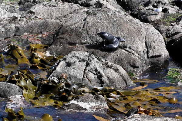 毛皮の封印は 乾燥して暖まるために海岸の岩の上に自分自身を引き上げました 昆布が岩によって海に揺れている — ストック写真