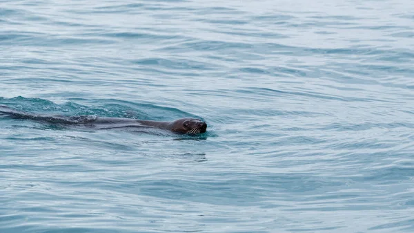 Eine Pelzrobbe Schwimmt Meer Kopf Und Schnurrhaare Sind Aus Dem — Stockfoto