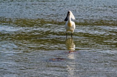 Yeni Zelanda 'da kraliyet kaşığı için beslenme zamanı.