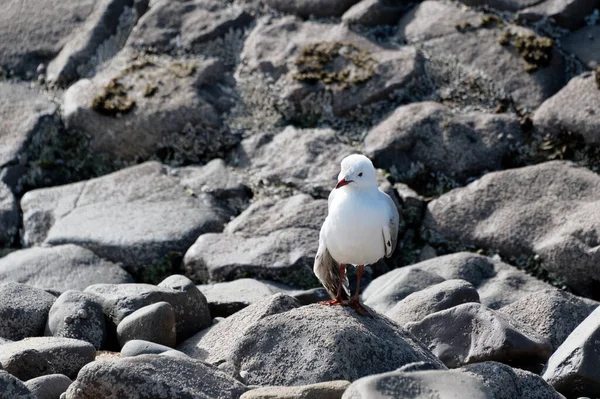 Una Gaviota Pico Rojo Está Pie Sobre Rocas Ala Parece —  Fotos de Stock