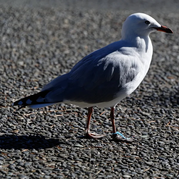 Gaivota Vermelha Com Plástico Preso Torno Sua Perna — Fotografia de Stock