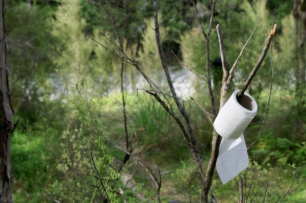 Papel Higiénico Cuelga Una Rama Árbol Mientras Acampa Esto Indica — Foto de Stock