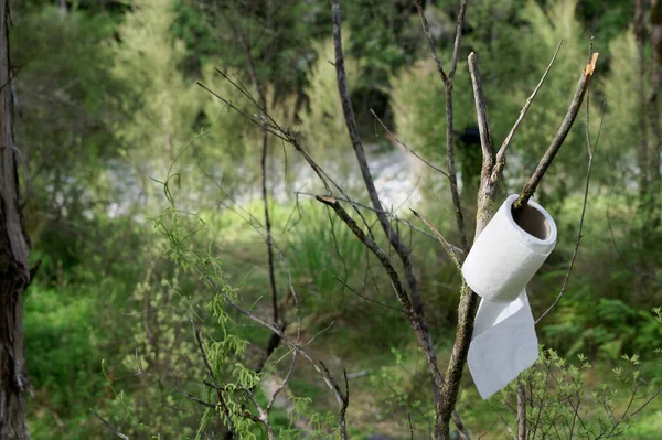 Toilettenpapier Wird Beim Zelten Einem Ast Aufgehängt Das Deutet Darauf lizenzfreie Stockbilder