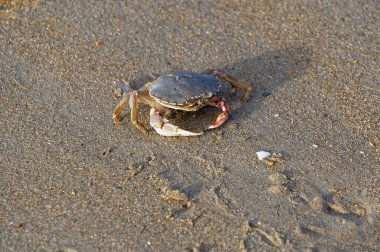 Bu yengeç kumsalda açıkta, martıları geçmek için kolay bir yemek..
