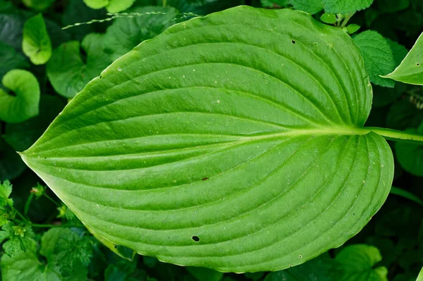 Όμορφα Δυνατά Πλευρά Ένα Πράσινο Φύλλο Hosta — Φωτογραφία Αρχείου