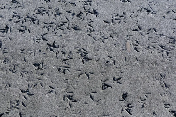 Birds Have Left Footprints Indentations Sand — Stockfoto