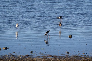 Yavru ayaklıklar, balıkçılar kıyı şeridinde sığ sularda