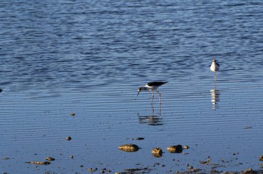 Yavru ayaklıklar, balıkçılar kıyı şeridinde sığ sularda