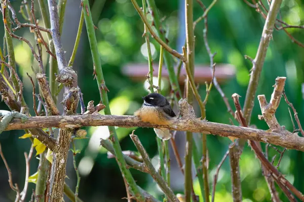 Pied New Zealand Fantail Sits Branch — Stock Photo, Image