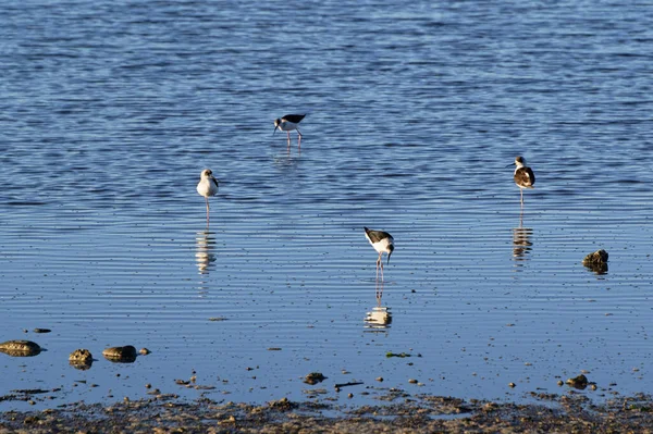 A juvenile pied stilt is walking in the shallows, others are resting