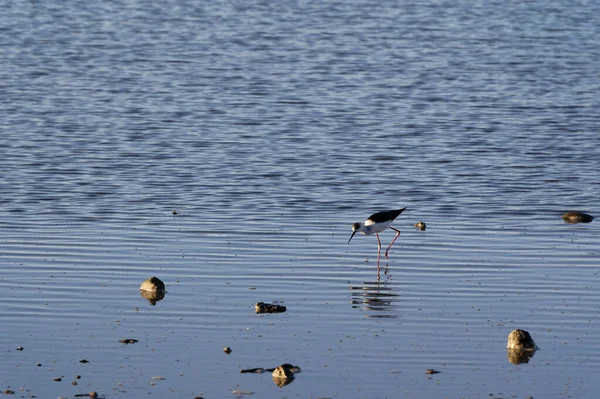 A juvenile pied stilt is walking in the shallows, looking for food