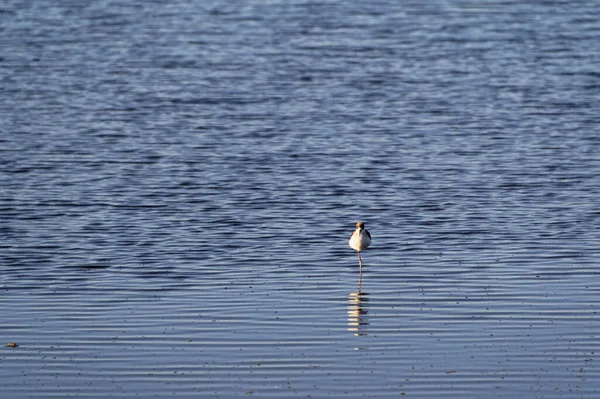 Rusten Het Ondiepe Een Jonge Pied Stelt Staat Een Been — Stockfoto