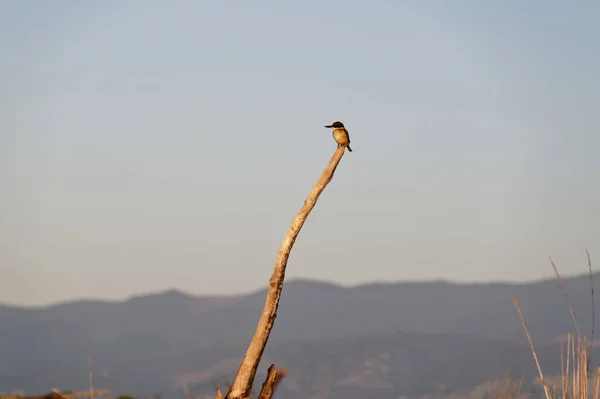 King Fisher Perched Overlooking Incoming Tide Beach — Stock Photo, Image