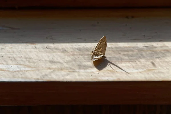 Dead Moth Lies Window Sill Being Trapped Time Spring Clean — Stock Photo, Image