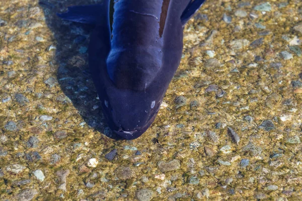 Langflossenaale Haben Einen Erstaunlichen Geruchssinn Dazu Tragen Ihre Röhrennasen Bei — Stockfoto