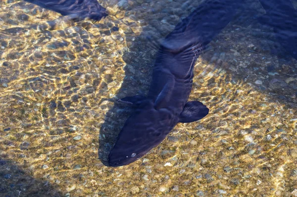 Una Hermosa Anguila Aleta Larga Aguas Poco Profundas —  Fotos de Stock