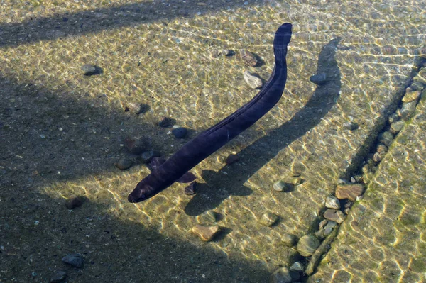 Aleta Posterior Larga Anguila Nativa Nueva Zelanda Puede Ver Aquí —  Fotos de Stock
