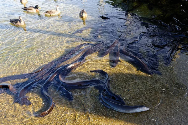 Las Anguilas Aletas Son Endémicas Nueva Zelanda Estos Congreagate Cerca —  Fotos de Stock