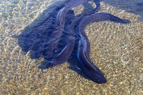 Lake Rotoiti 뉴질랜드에 지느러미 뱀장어가 서식하는 곳이다 놀라운 뱀장어는 번식하기 — 스톡 사진