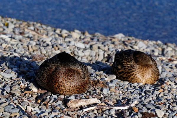 Kaczki Śpią Skraju Jeziora Rotoiti Parku Narodowym Nelson Lakes Nowa — Zdjęcie stockowe