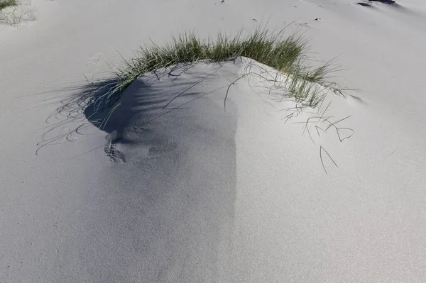 Wind Blown Sand Piles Tussock Growing Beach New Zealand South — Stock Photo, Image