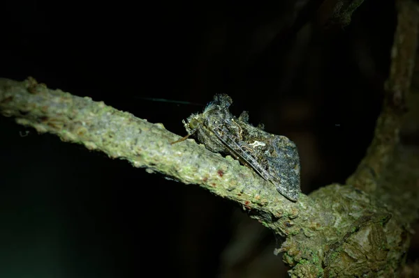 Scar Bank Gem Ctenoplusia Limbirena Ctenoplusia Limbirena Scar Bank Gem — Zdjęcie stockowe