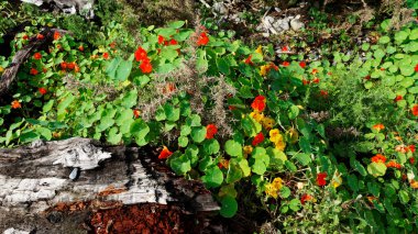 A very healthy nasturtium plant with orange and yellow leaves runs rampant in the garden.