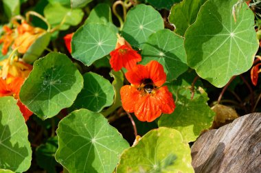 A bumble bee is enjoying a feed in a nasturtium flower, the flower has some water droplets on it