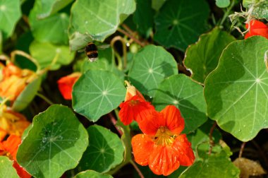 A bumble bee is flying above a nasturtium, looking for a flower it hasn't visited yet.