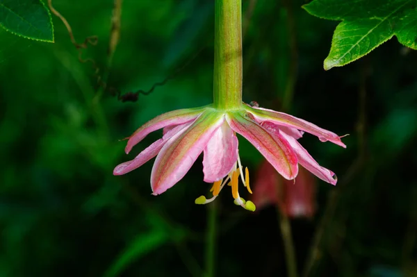A banana passionfruit plant hangs down with its beautiful pink petals and bright orange and green stamens.