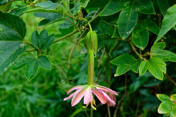 Considered Unwanted Weed New Zealand Banana Passionfruit Vine Still Very — Stockfoto