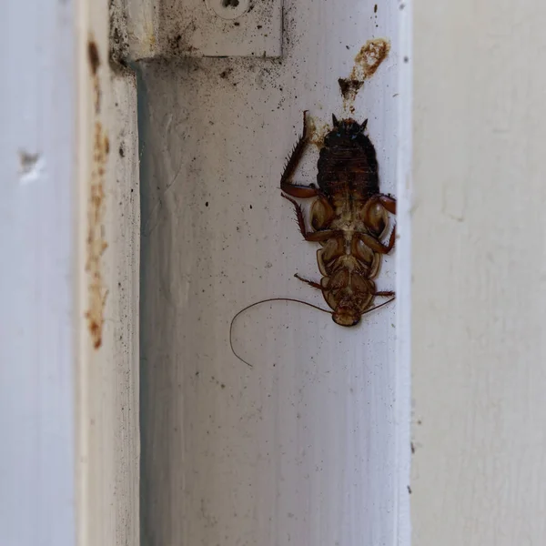 Gisborne Cockroach Has Picked Bad Place Sleep Been Accidentally Killed — Stock Photo, Image