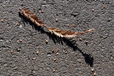 Kahverengi bir yaprak ağaçtan düştükten sonra yukarı doğru kıvrılır.