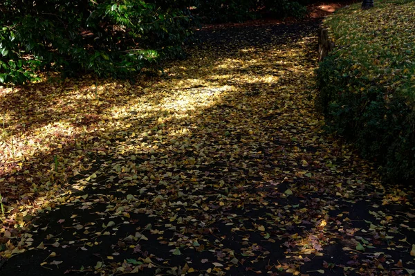 Folhas Gingko Caíram Outono Folhas Amarelas Douradas Têm Alcatifado Caminho — Fotografia de Stock