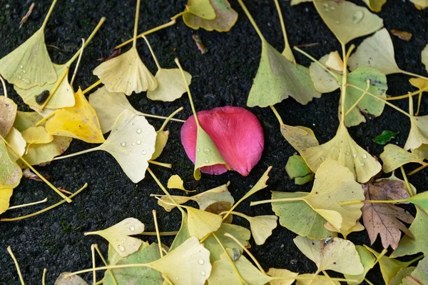Red Camellia Flower Petal Lies Ground Surround Yellowy Green Gingko — Stock Photo, Image