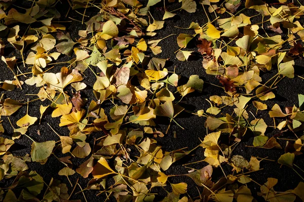 Ninhada Folha Uma Árvore Ginkgo Folhas São Espalhadas Pelo Chão — Fotografia de Stock