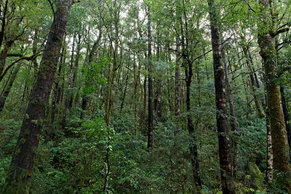 A stand of native trees, probably regrowth as their trunks are quite narrow.