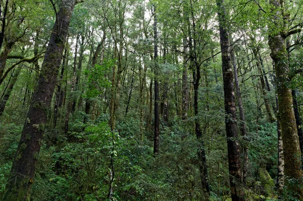 Ein Bestand Heimischer Bäume Die Wahrscheinlich Nachwachsen Ihre Stämme Recht Stockbild