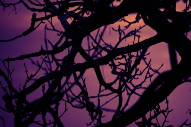 Gecenin içinde ağaç