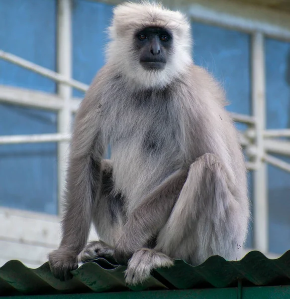 Długie Północne Równiny Szary Langur — Zdjęcie stockowe