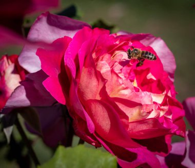 Bal arısı mor / menekşe / kırmızı çiçeğe doğru uçuyor.